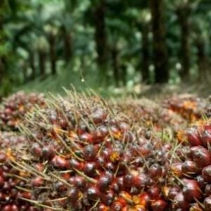 Harga Sawit di Kabupaten Mukomuko Terus Alami Kenaikan