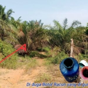 Kematian Tanaman Kelapa Sawit di Desa Talang Baru Diduga Akibat Perbuatan Tidak Bertanggung Jawab