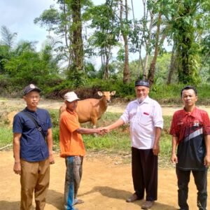 Program Ketahanan Pangan Desa Marga Mulya: Penyaluran Indukan Sapi untuk 4 Kelompok Peternak