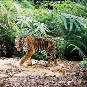 Warga Malindeman Diminta Waspada, Harimau Berkeliaran di Jalan Lintas Semambang Makmur