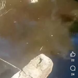 Sungai Air Pisang Menghitam, Diduga Tercemar Limbah Pabrik PT DDP