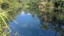 Pencemaran Sungai Air Pisang Viral, Bupati dan Wakil Bupati Mukomuko Bungkam, Masyarakat Kecewa