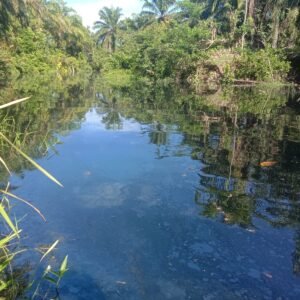 Pencemaran Sungai Air Pisang Viral, Bupati dan Wakil Bupati Mukomuko Bungkam, Masyarakat Kecewa