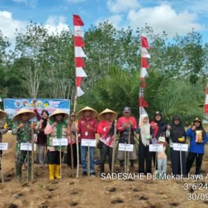 Desa Mekar Jaya Gelar Program Sadesahe, Wujudkan Ketahanan Pangan Lewat Penanaman Jagung